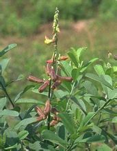 薄葉豬屎豆 薄葉豬屎豆