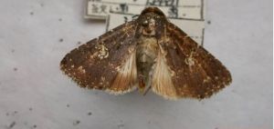 聚星夜蛾 聚星夜蛾