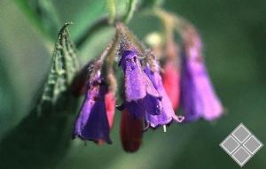 聚合草立枯病 聚合草立枯病