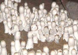 雞腿蘑菇 雞腿蘑菇