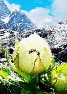 雪蓮花[菊科風毛菊屬植物]