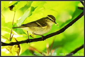 海南柳鶯