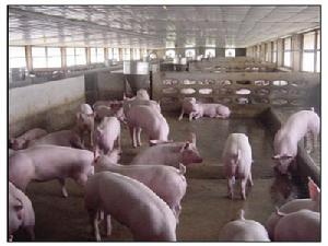 豬肺絲蟲病 豬肺絲蟲病