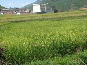 舊街自然村 舊街自然村