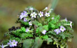 安徽羽葉報春 安徽羽葉報春