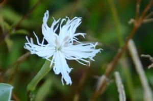 黃綠蠅子草 黃綠蠅子草