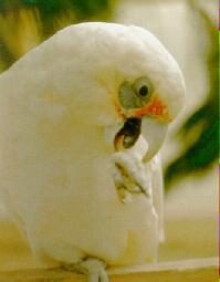 西長嘴鳳頭鸚鵡