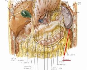 膈結腸韌帶 膈結腸韌帶