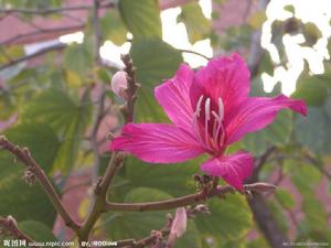 紫荊花