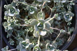子持年華 子持年華
