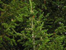 冷杉亞科 冷杉亞科