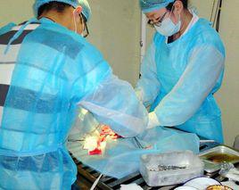 絕育手術 絕育手術