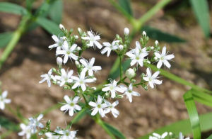 石頭花屬 石頭花屬