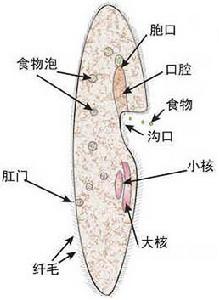 草履蟲細胞器