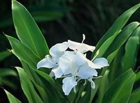 廣西姜花 廣西姜花