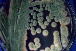 雜色麴黴原變種 雜色麴黴原變種