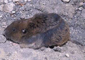 平原囊鼠 平原囊鼠