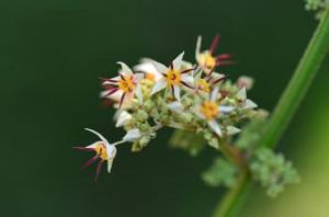 刺果藤屬 刺果藤屬