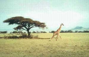 (圖)賽倫蓋蒂平原