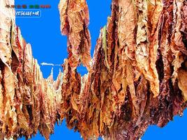 松陽曬紅煙 松陽曬紅煙