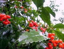 接骨金粟蘭外觀