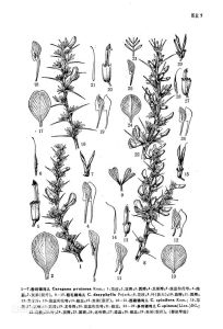 粉刺錦雞兒 粉刺錦雞兒