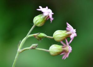短瓣女婁菜 短瓣女婁菜