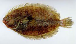 爪哇斑鮃 爪哇斑鮃