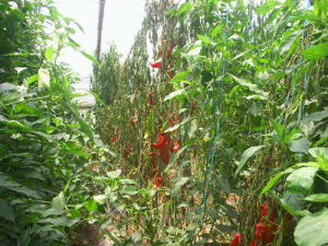 陳集鎮大學生村官高效農業示範園