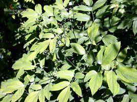 紅毛七屬 紅毛七屬