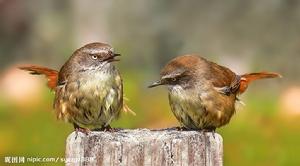 灰綠絲刺鶯 灰綠絲刺鶯