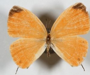 北協珂灰蝶 北協珂灰蝶