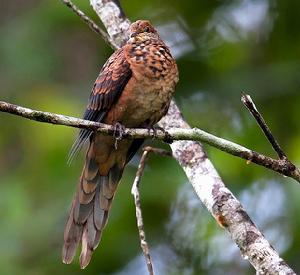 &&小鵑鳩錫馬亞種