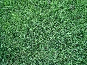 剪股穎族 剪股穎族