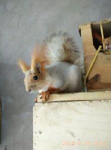 雪地松鼠 雪地松鼠