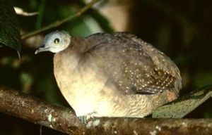 白喉(共鳥) 白喉(共鳥)