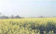 鴨池鄉金黃的油菜
