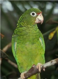 波多黎各亞馬孫鸚哥