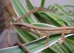 白條草蜥 白條草蜥