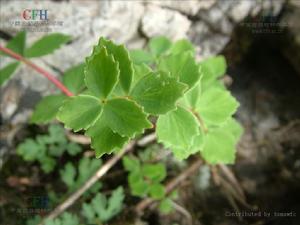 藥材原形態——雲南紅景天