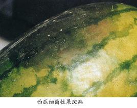 西瓜細菌性果斑病 西瓜細菌性果斑病