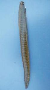 中華棘鰍 中華棘鰍