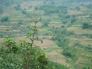 蘇明自然村 蘇明自然村