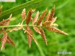 廣東水莎草 廣東水莎草