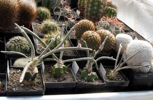 仙人掌科 仙人掌科