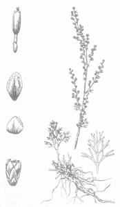 短葉絹蒿 短葉絹蒿