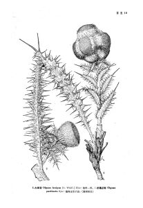 新疆蝟菊 新疆蝟菊