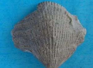 古櫛齒亞綱 古櫛齒亞綱