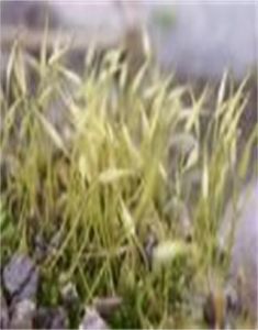 小扭口蘚 小扭口蘚