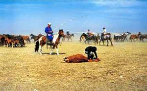 鄂溫克族米闊魯節 鄂溫克族米闊魯節